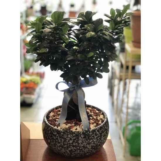 Bonsai
