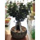 Bonsai