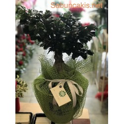 Bonsai Ficus Ginseng