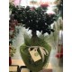 Bonsai Ficus Ginseng