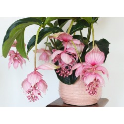 Medinilla Magnifica (Medine Gülü)