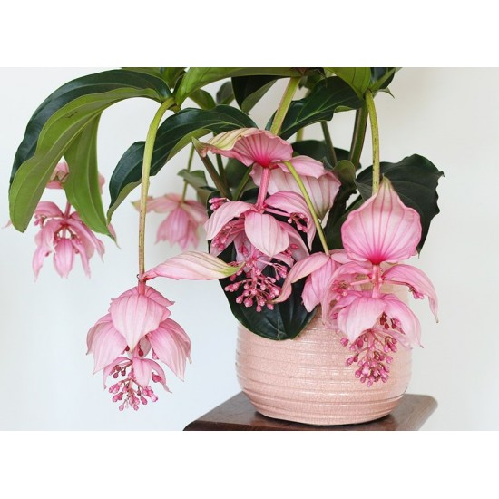 Medinilla Magnifica (Medine Gülü)