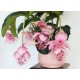 Medinilla Magnifica (Medine Gülü)