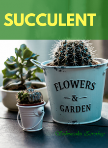 Succulent Çiçekler
