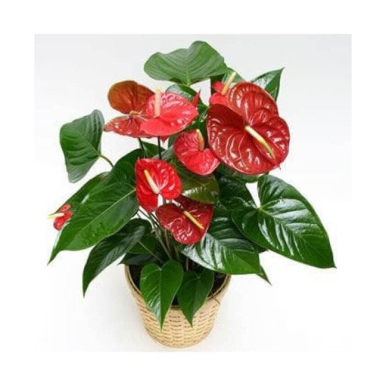 Antoryum