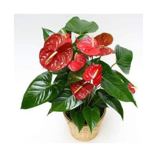 Antoryum