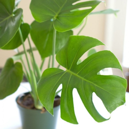 Monstera deliciosa- Devetabanı