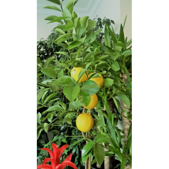 Limon