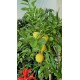 Limon