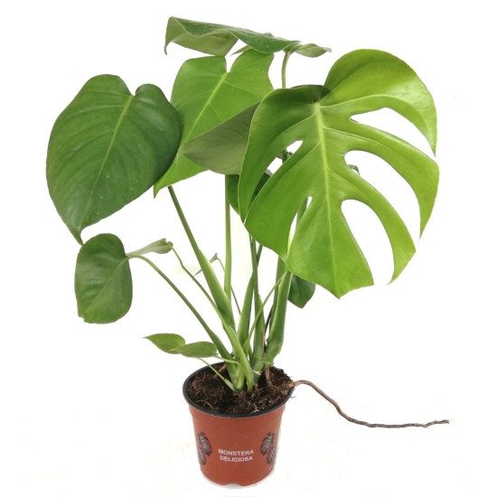 Monstera deliciosa- Devetabanı