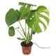 Monstera deliciosa- Devetabanı